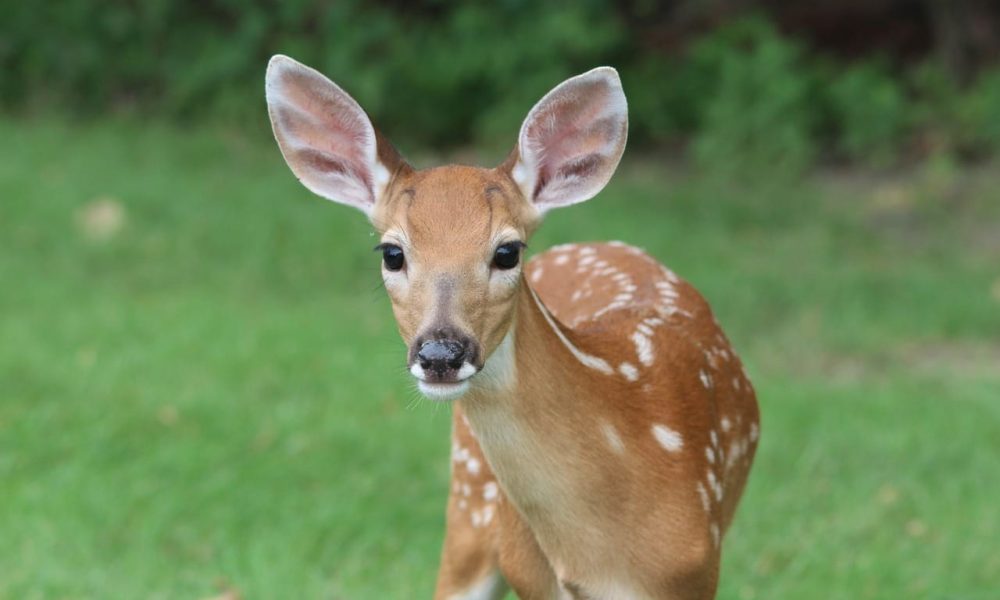 fawn