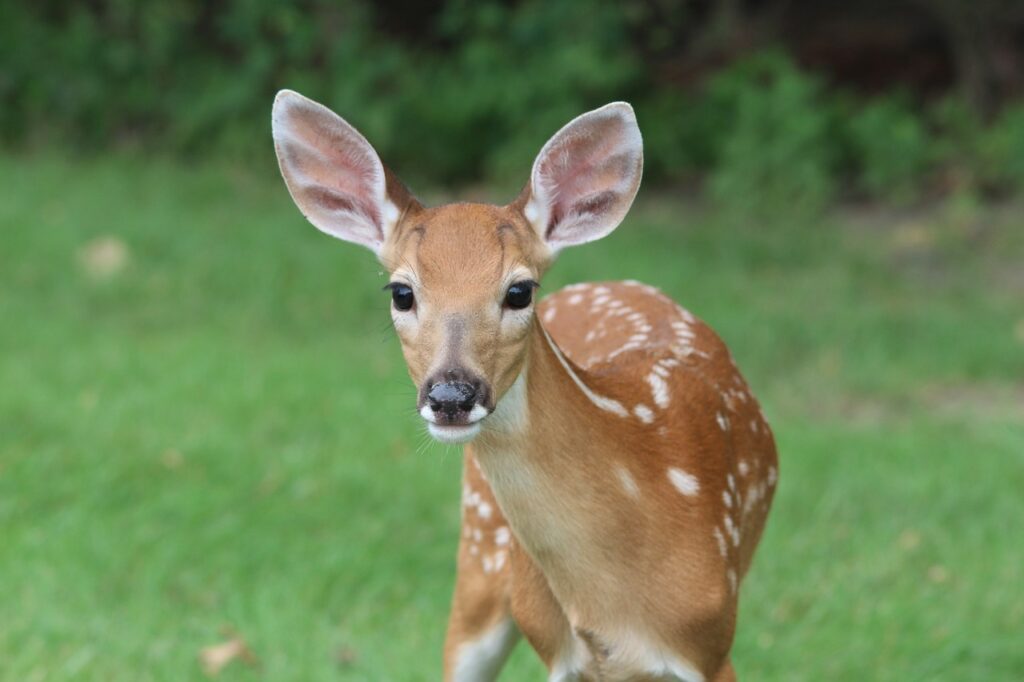 fawn