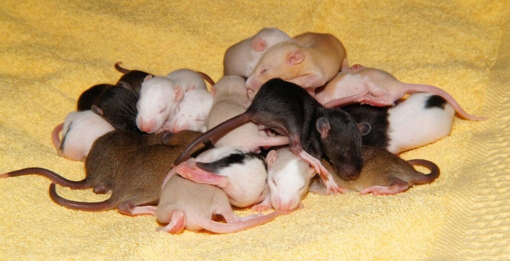 rat breeding 
