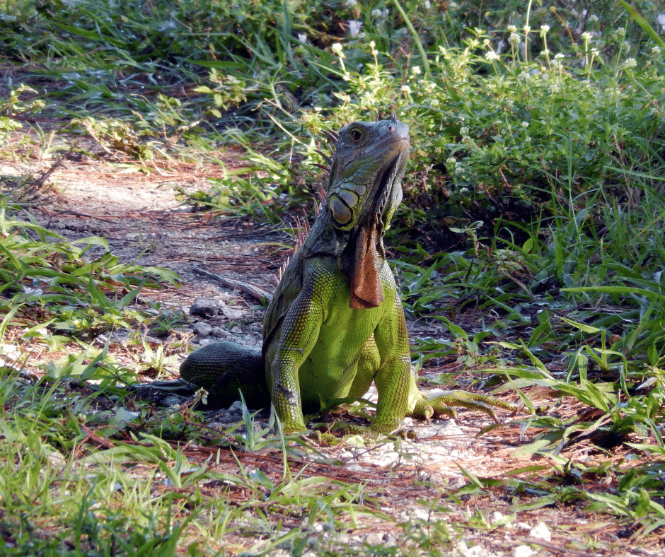 green iguana