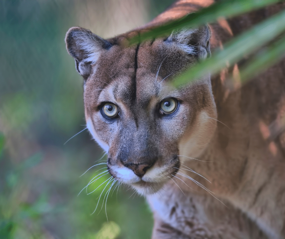 Endangered Animals of Florida