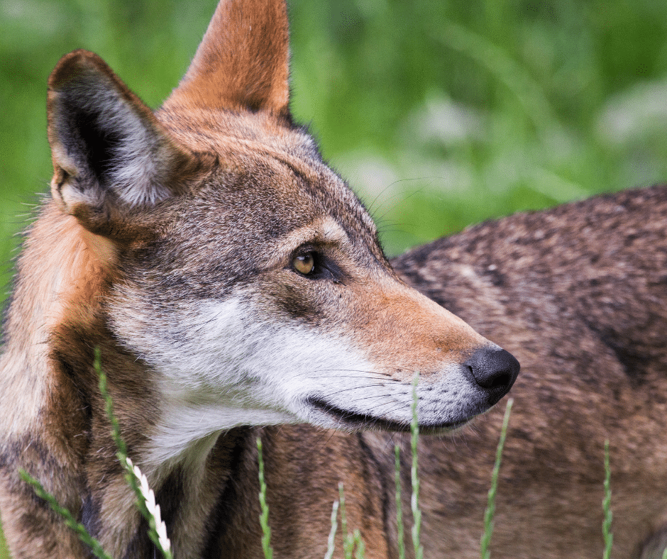 Endangered Animals of Florida