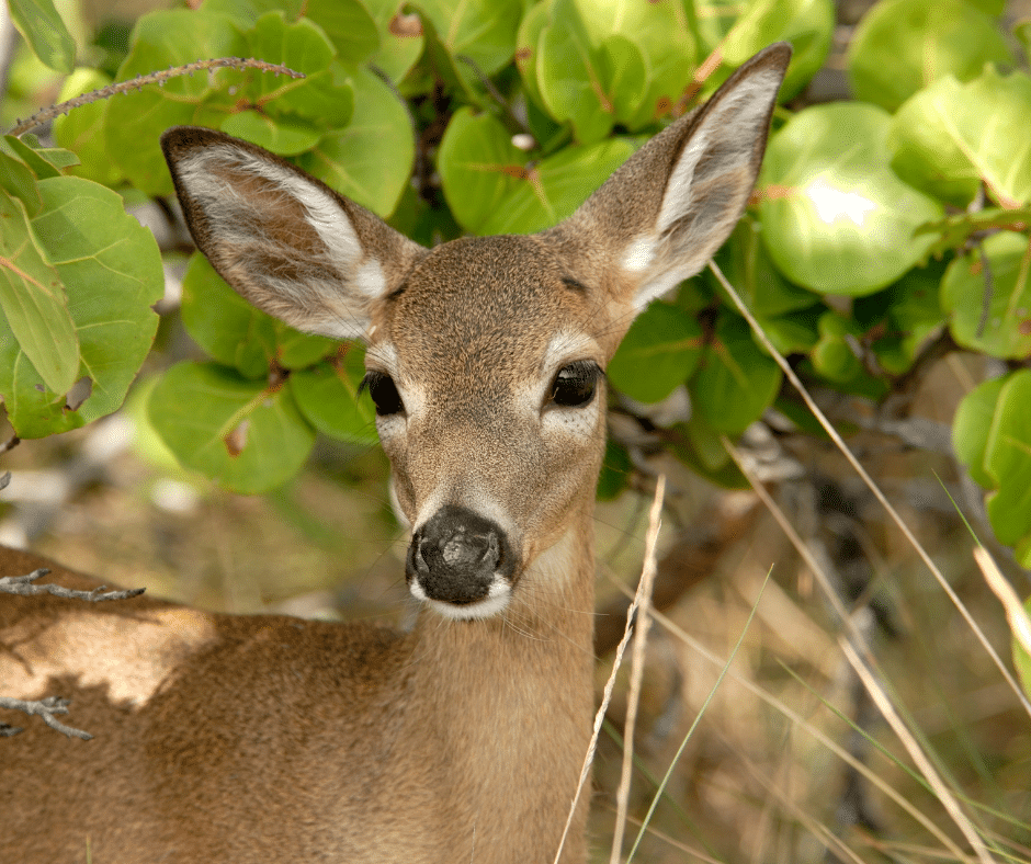 Endangered Animals of Florida