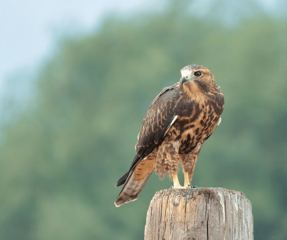 all types of hawks