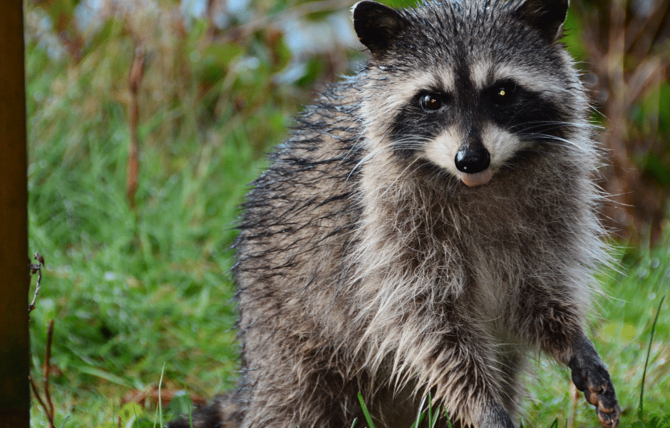 Fun Facts About Raccoons