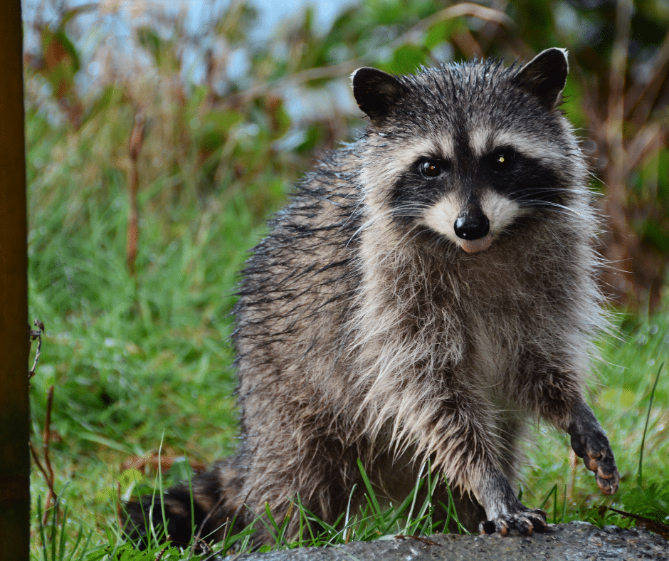 Fun Facts About Raccoons - World Class Wildlife Removal