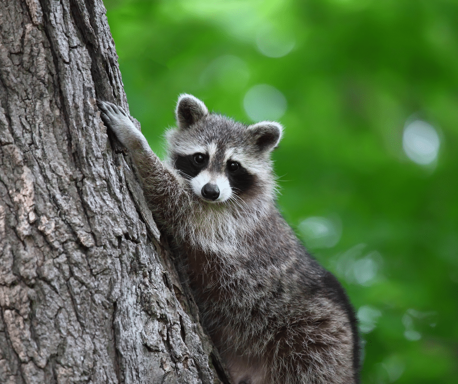 raccoon