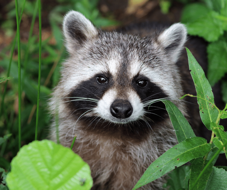 raccoons