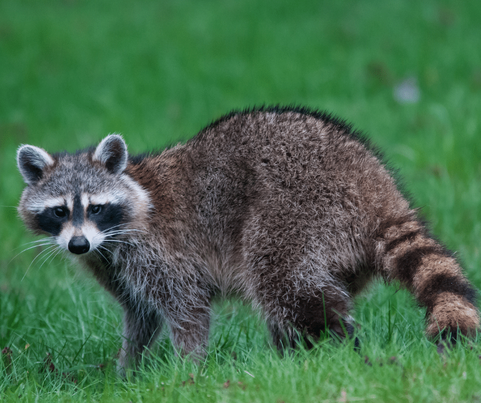 raccoon