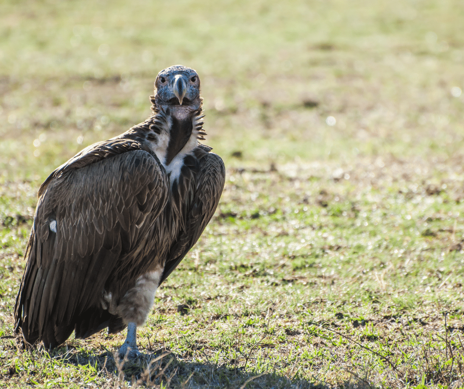 Vultures of Florida