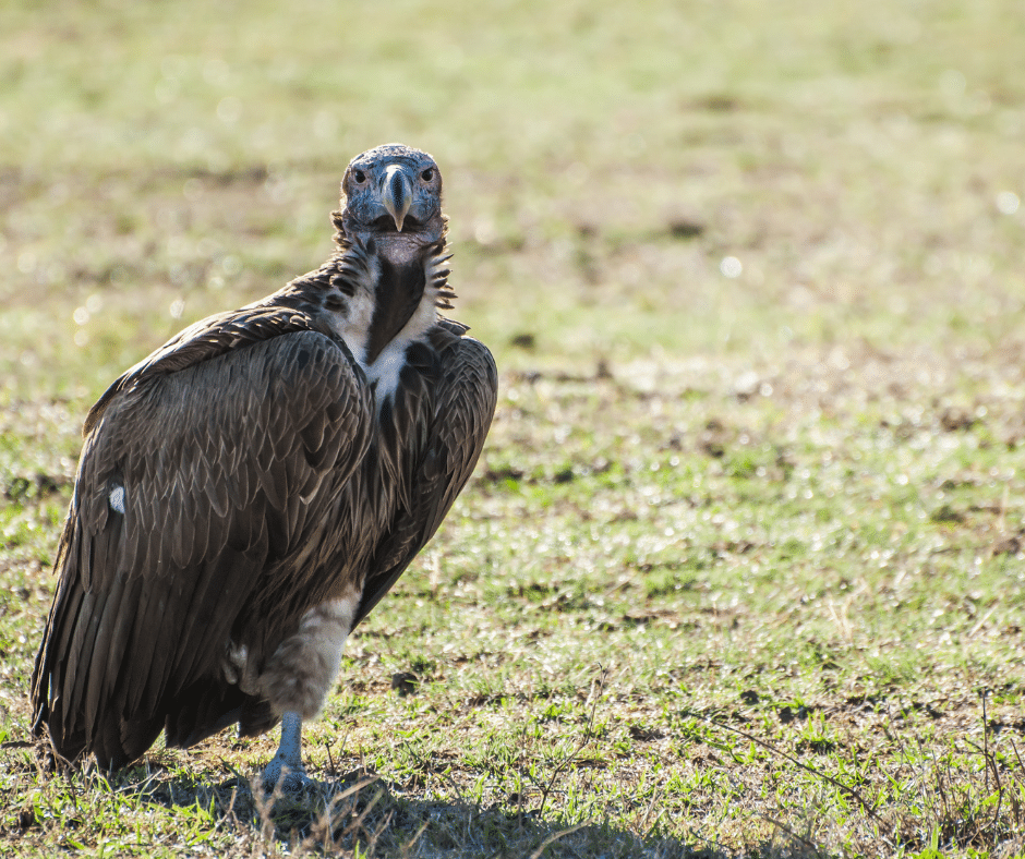 Vultures fall migration to Florida, known for puking for protection