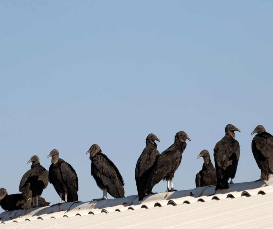 vultures of Florida