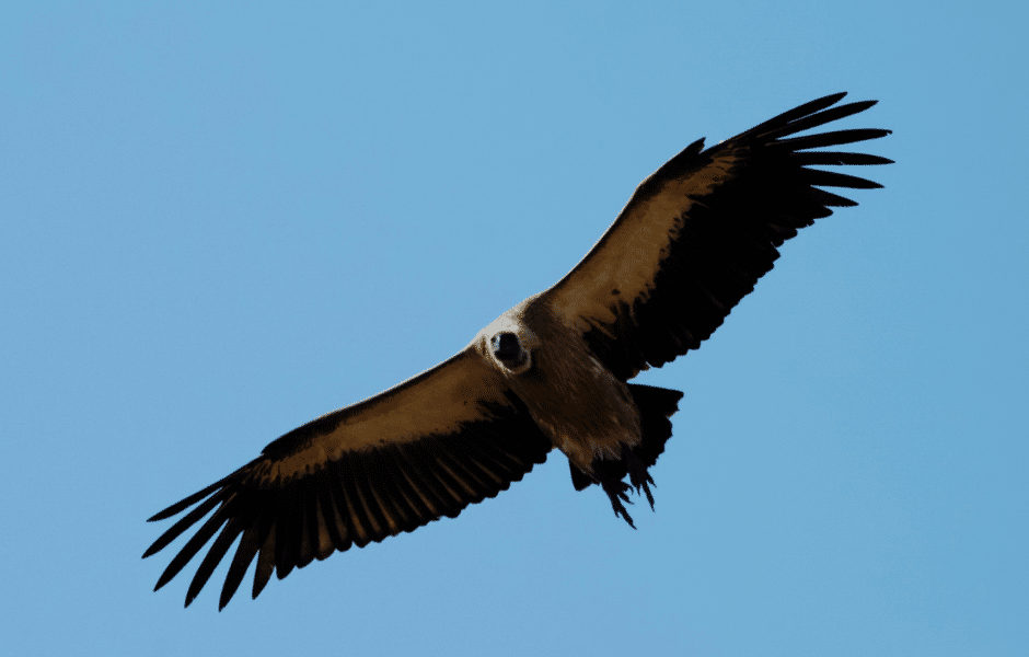 The Vultures of Florida - World Class Wildlife Removal