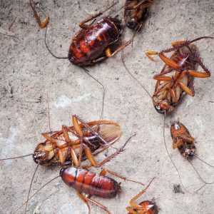 Cockroaches scattered