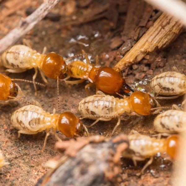 Termite Control