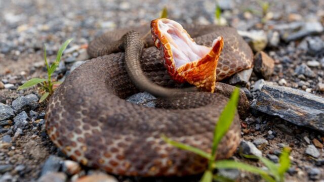 five headed snake on road