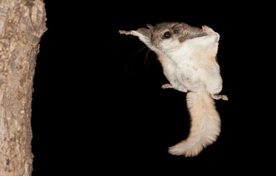 Southern Flying Squirrel