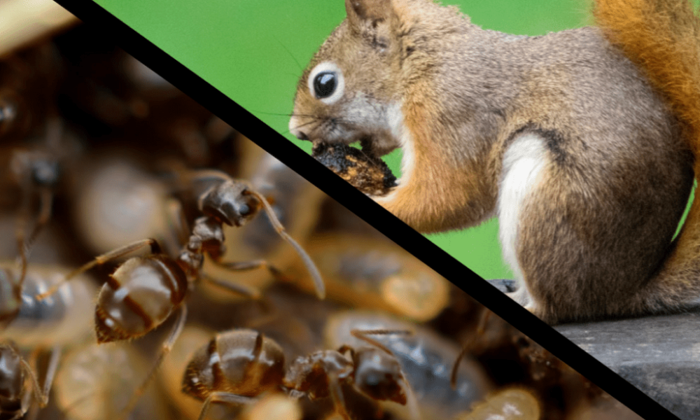 Animal Control vs Pest Control