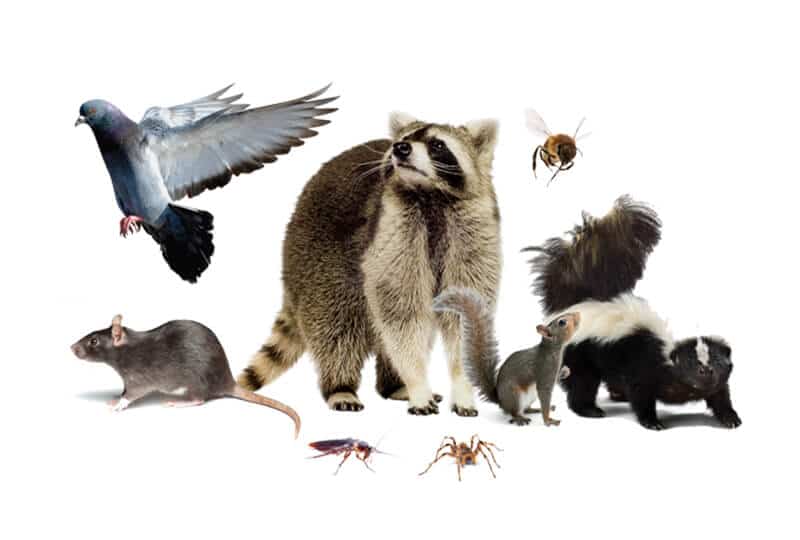 Common Wildlife Removal Misconceptions Explained World Class Wildlife   Wildlife Removal Animals 