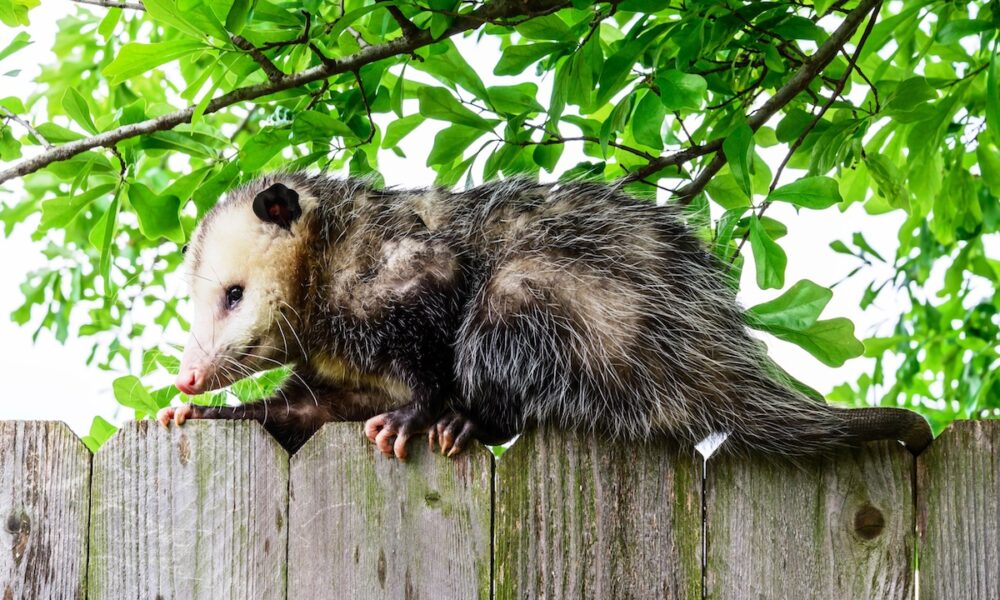 how to remove an opossum