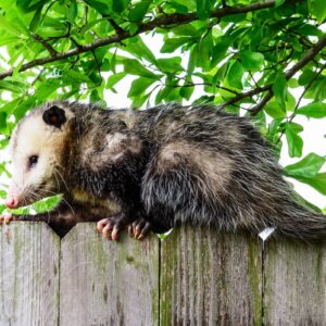 how to remove an opossum