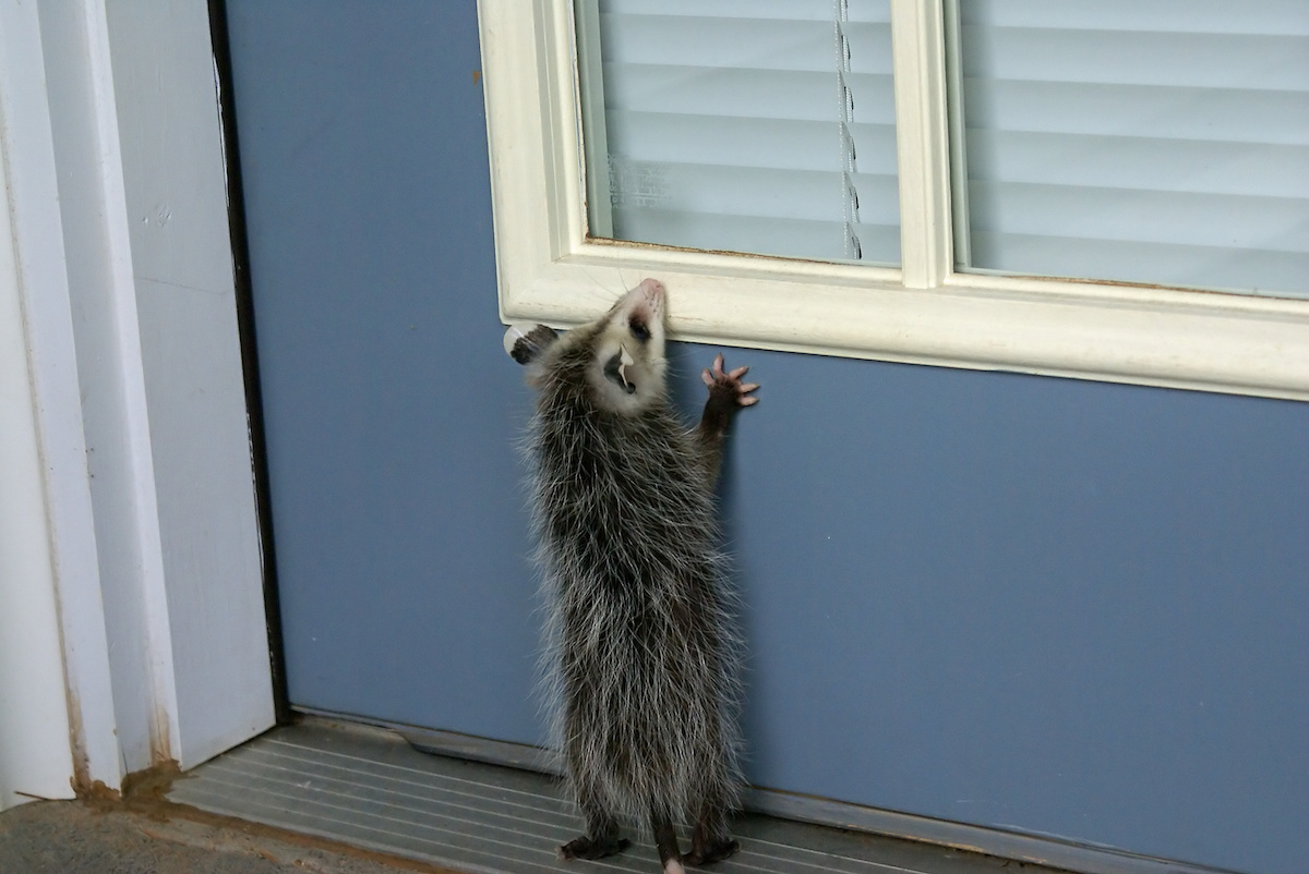 how to remove an opossum