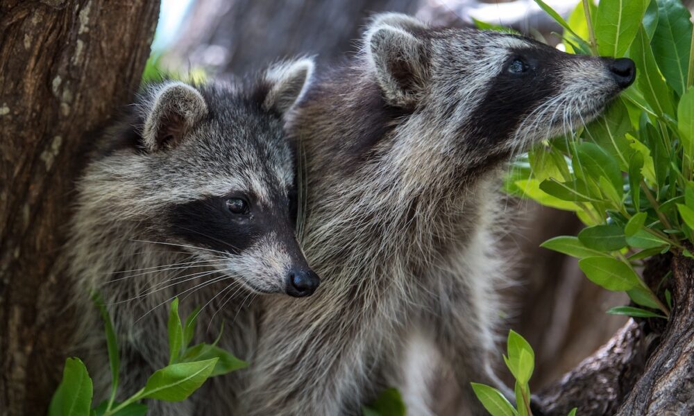 how to get rid of racoons in florida