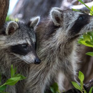 how to get rid of racoons in florida