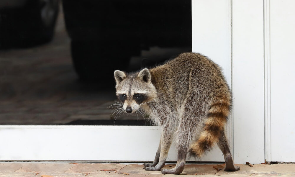 how to get rid of raccoons in florida