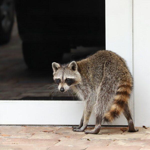 how to get rid of raccoons in florida