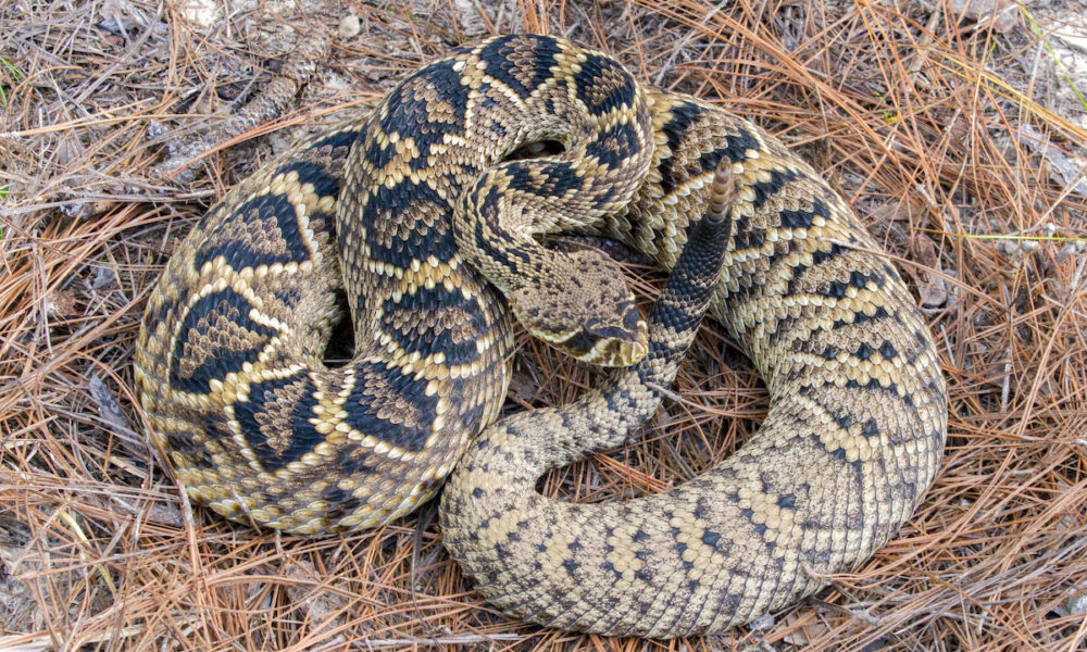 snake infestation in florida