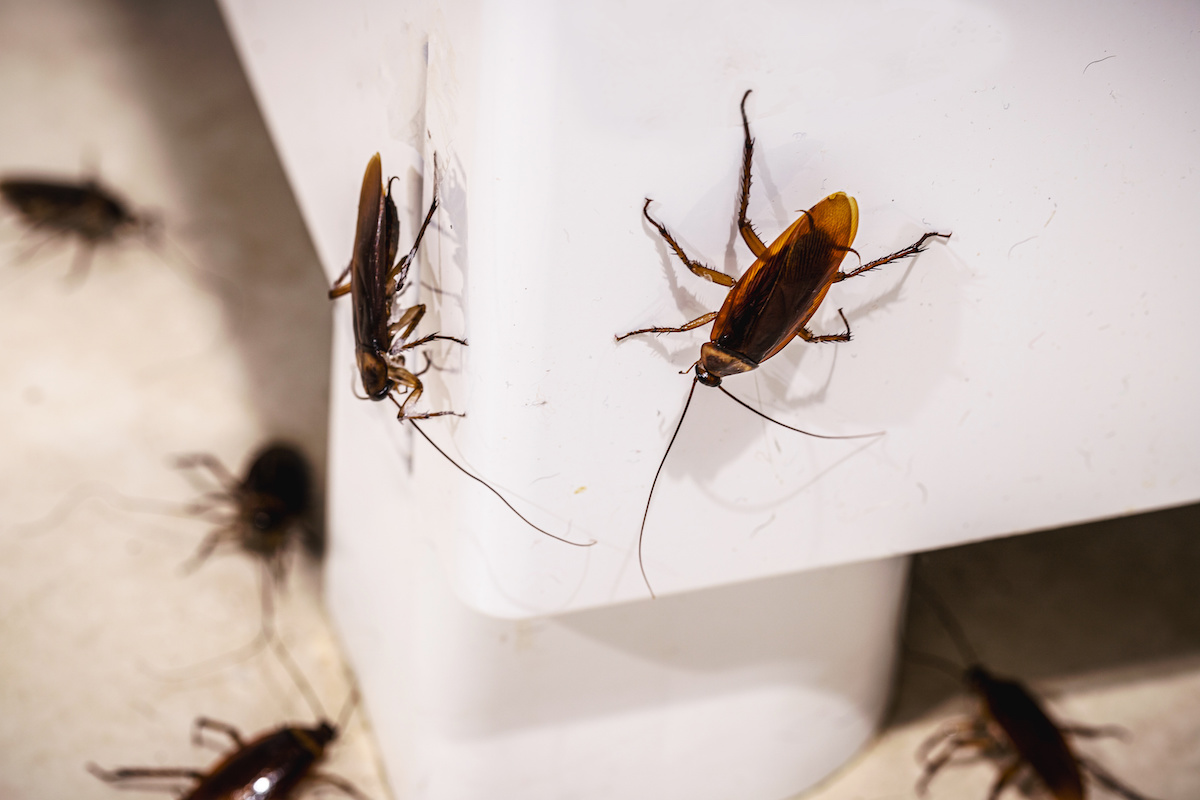DIY Cockroach Control: Tips and Tricks for Florida Homeowners Plus When to  Hire a Professional