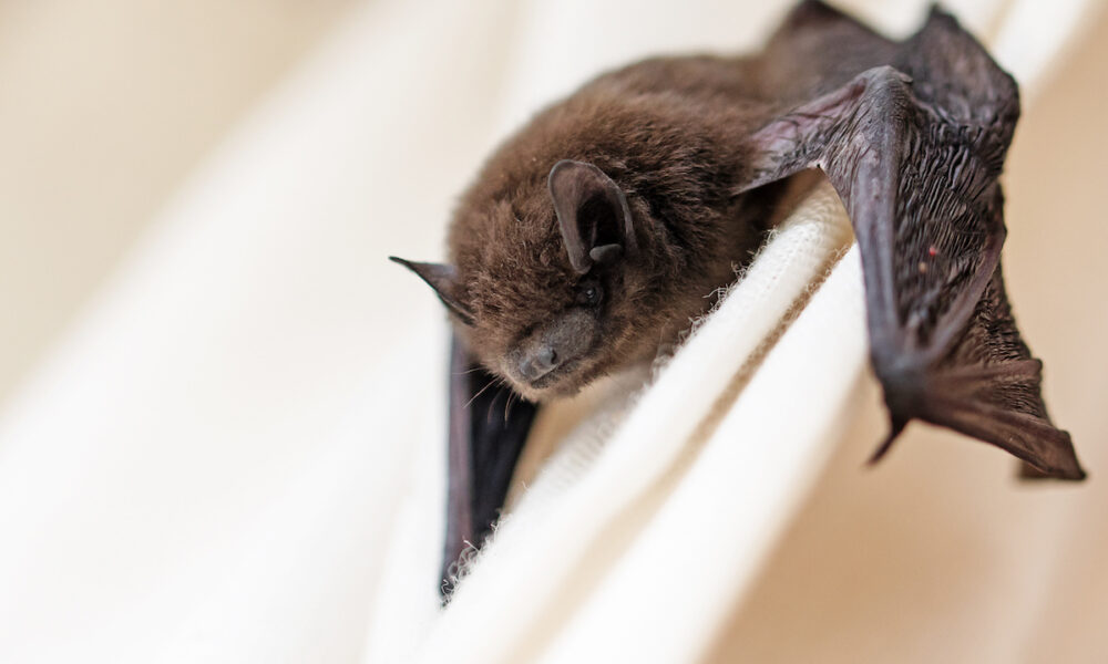how to get rid of bats in the house