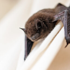 how to get rid of bats in the house