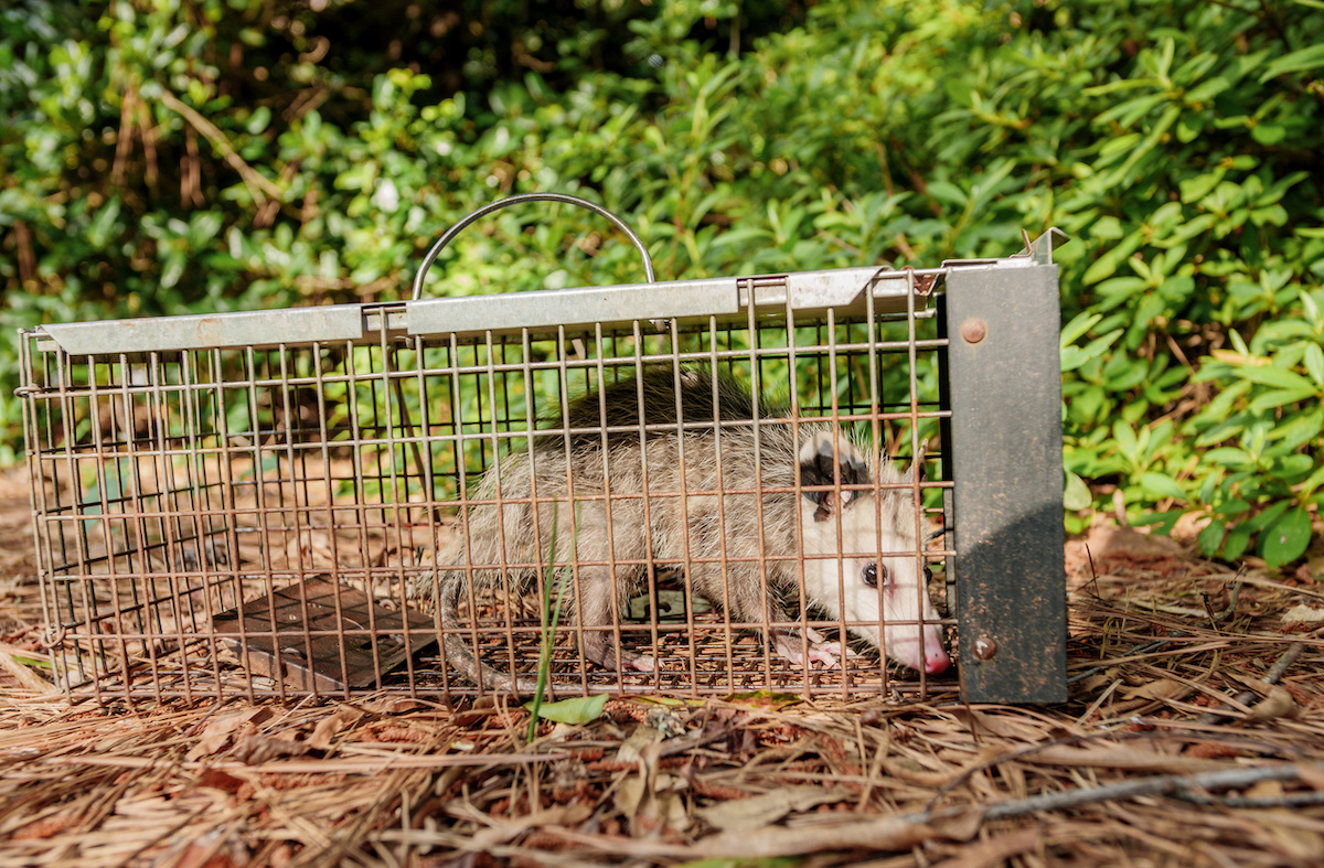 diy wildlife removal