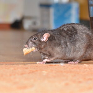 rats in your home