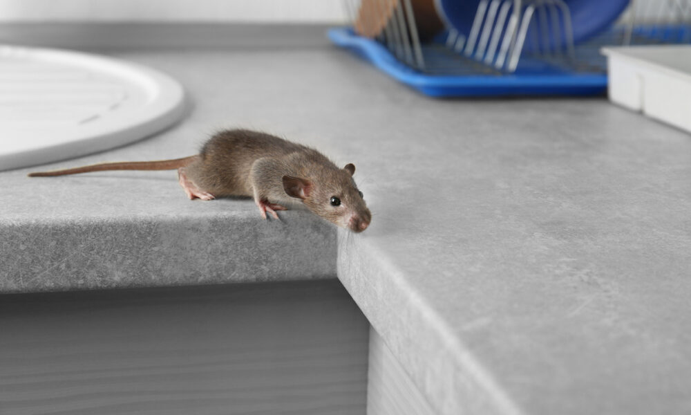 rats in your home