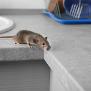 rats in your home