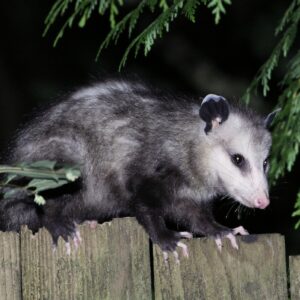 benefits of pests
