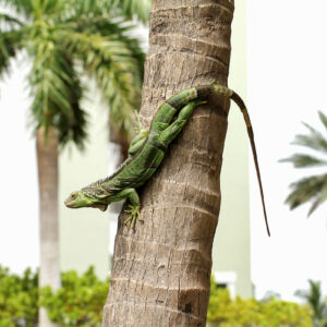 pests in florida