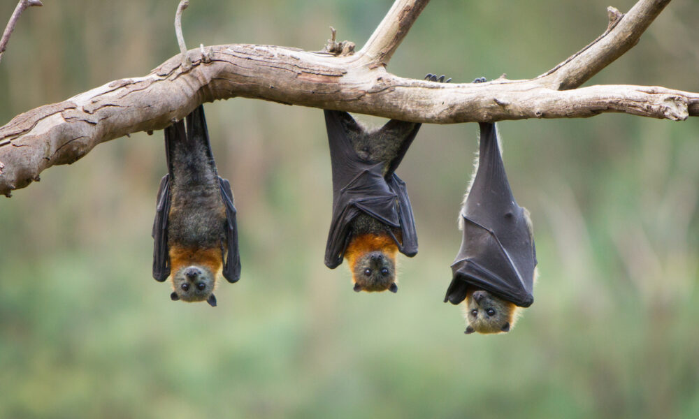 bat appreciation month