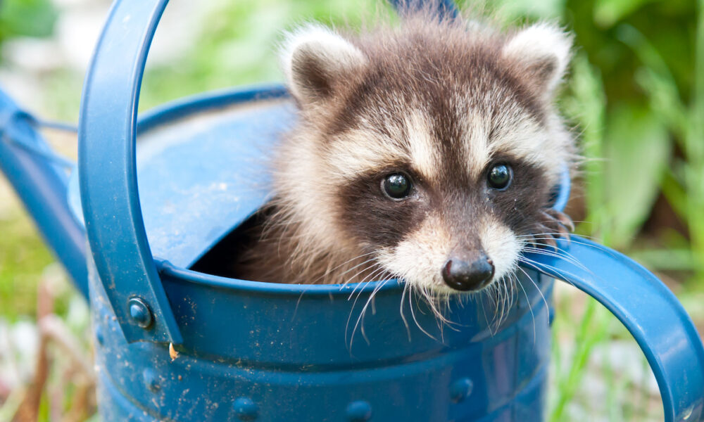 raccoon-proofing your garden