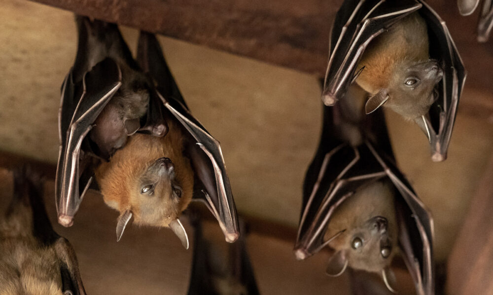 bats in house