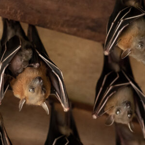 bats in house