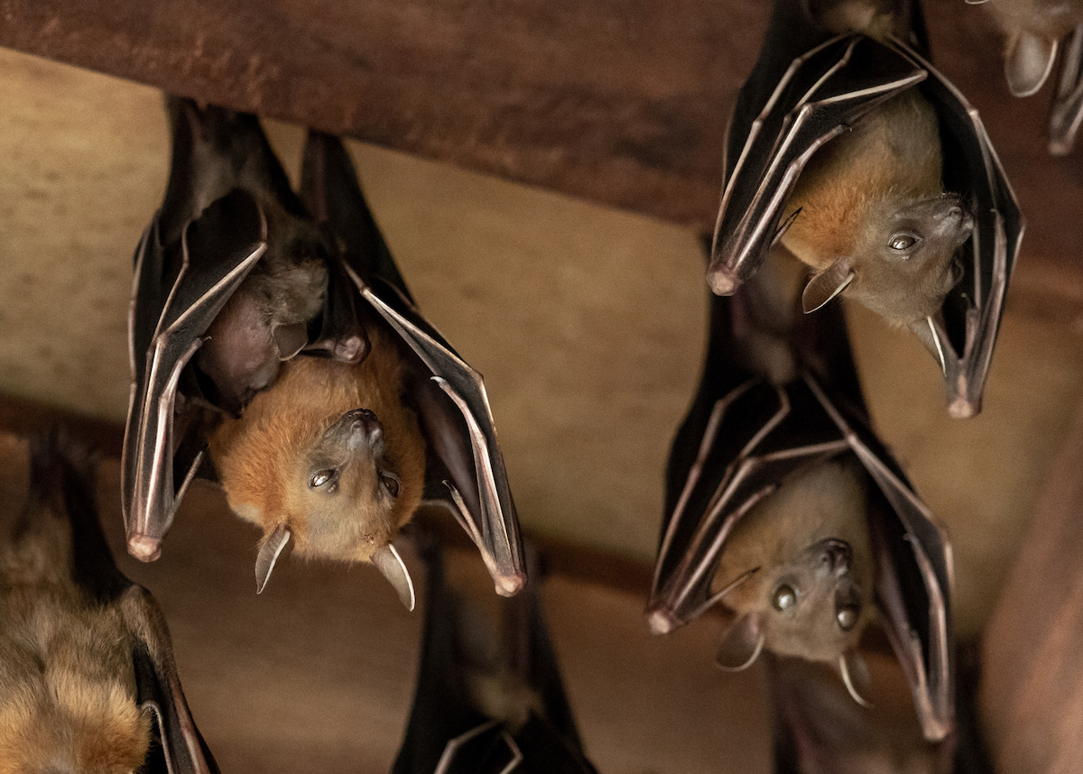 bats in house