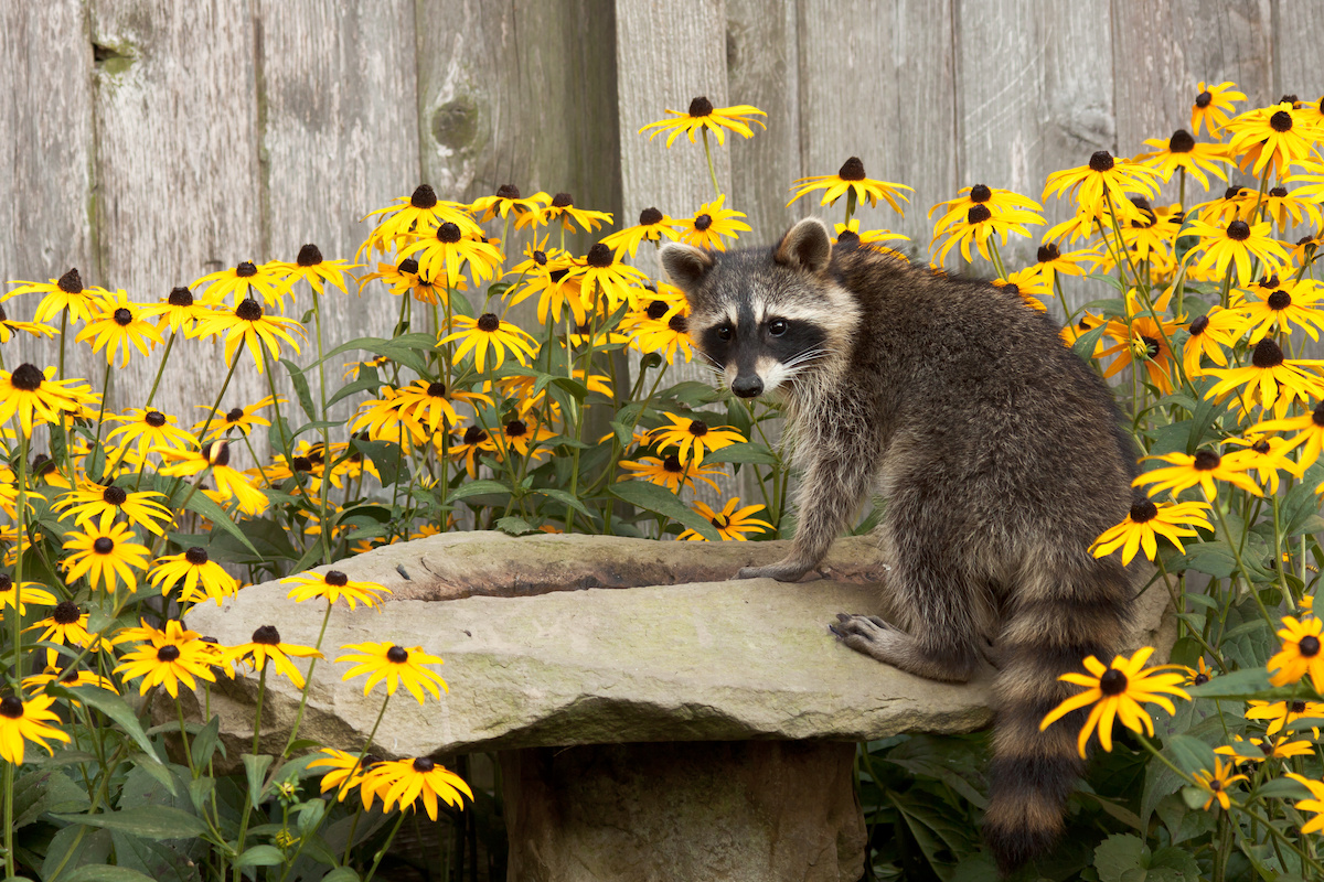 raccoon ruining garden