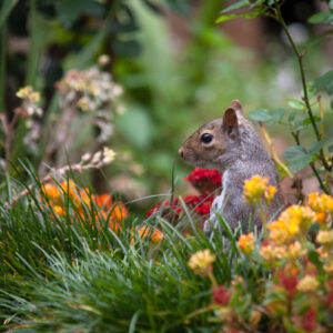 how to squirrel proof your garden
