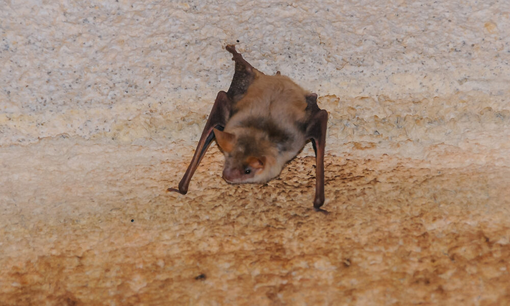 bat pest control cleaning