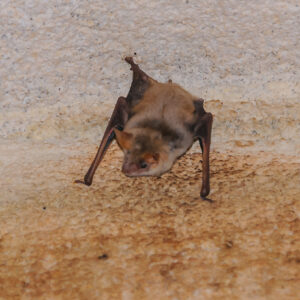 bat pest control cleaning