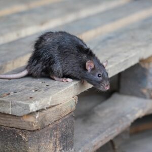 wildlife removal